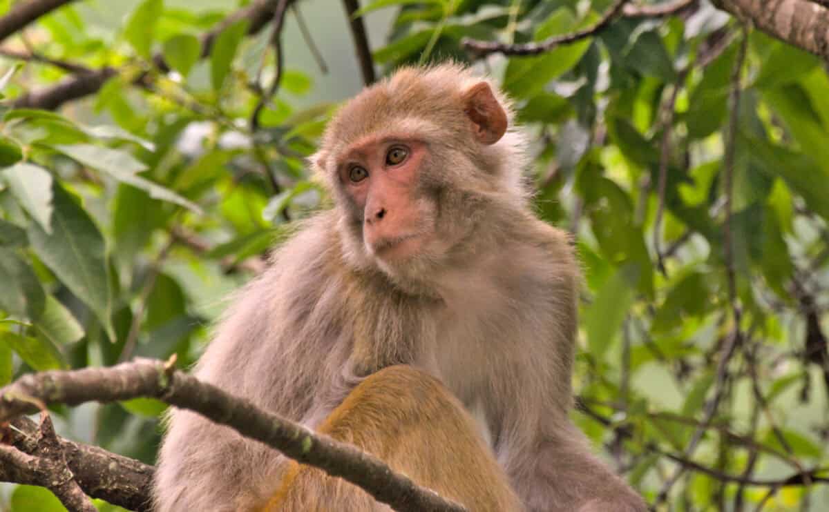 Macaques rhésus