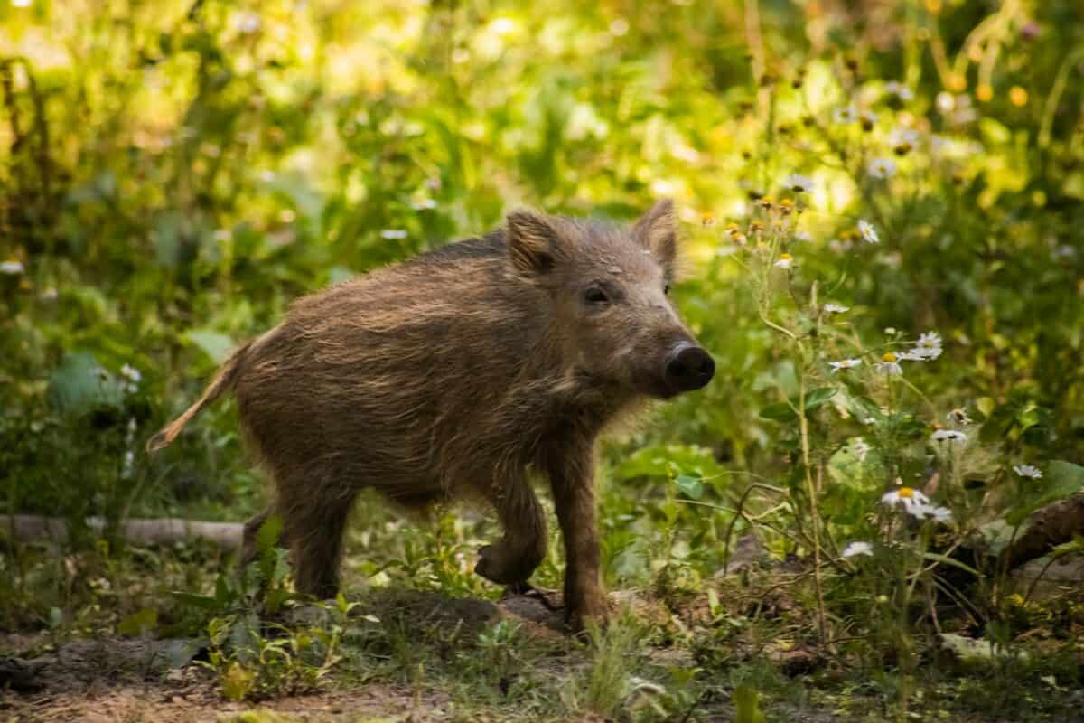 Un sanglier se promène dans les bois