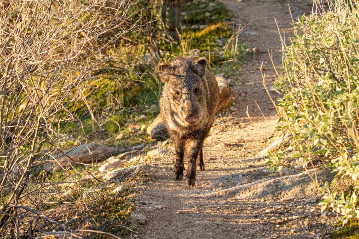 animal à 4 pattes marron et noir marchant sur un sol en terre battue pendant la journée