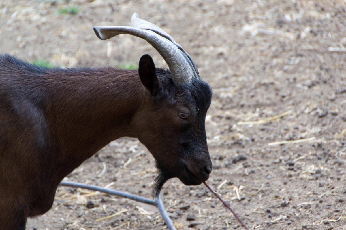 Chèvres domestiques, animaux de ferme