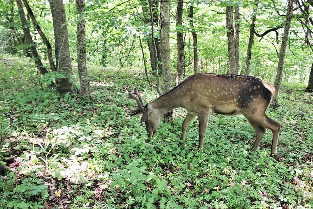 Cerf élaphe (Cervus elaphus