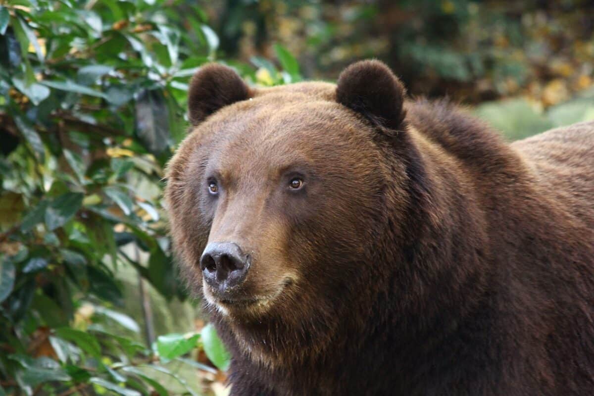 Ours
