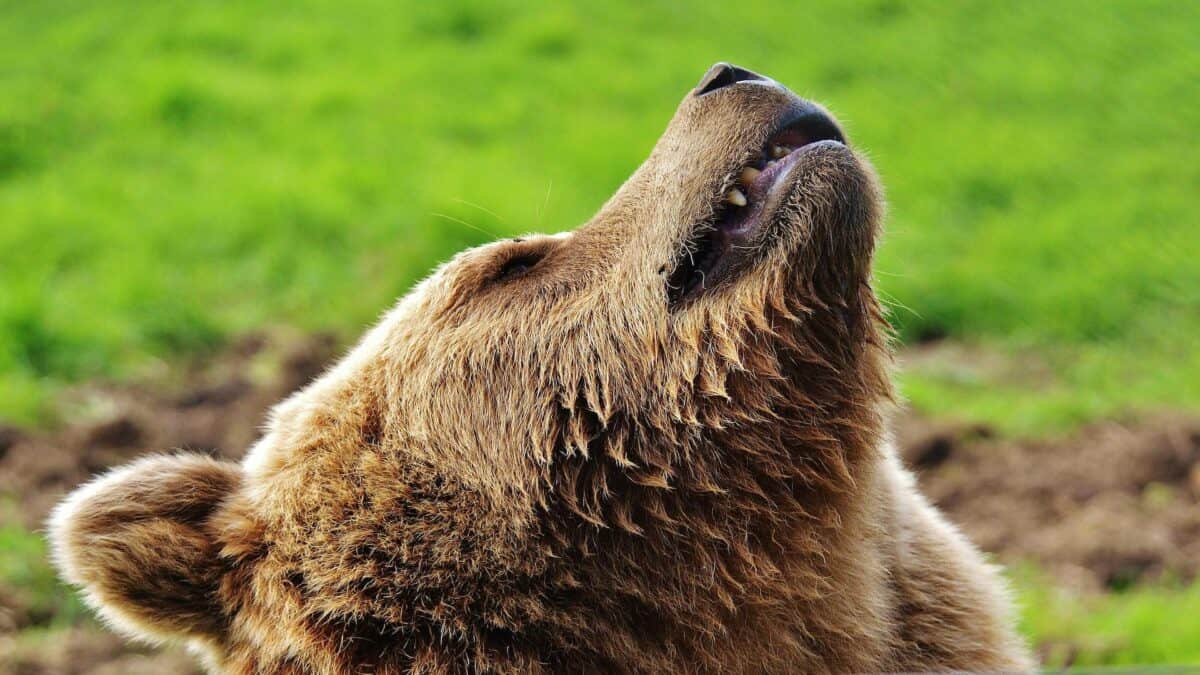 Gros plan sur le visage d'un grizzli.