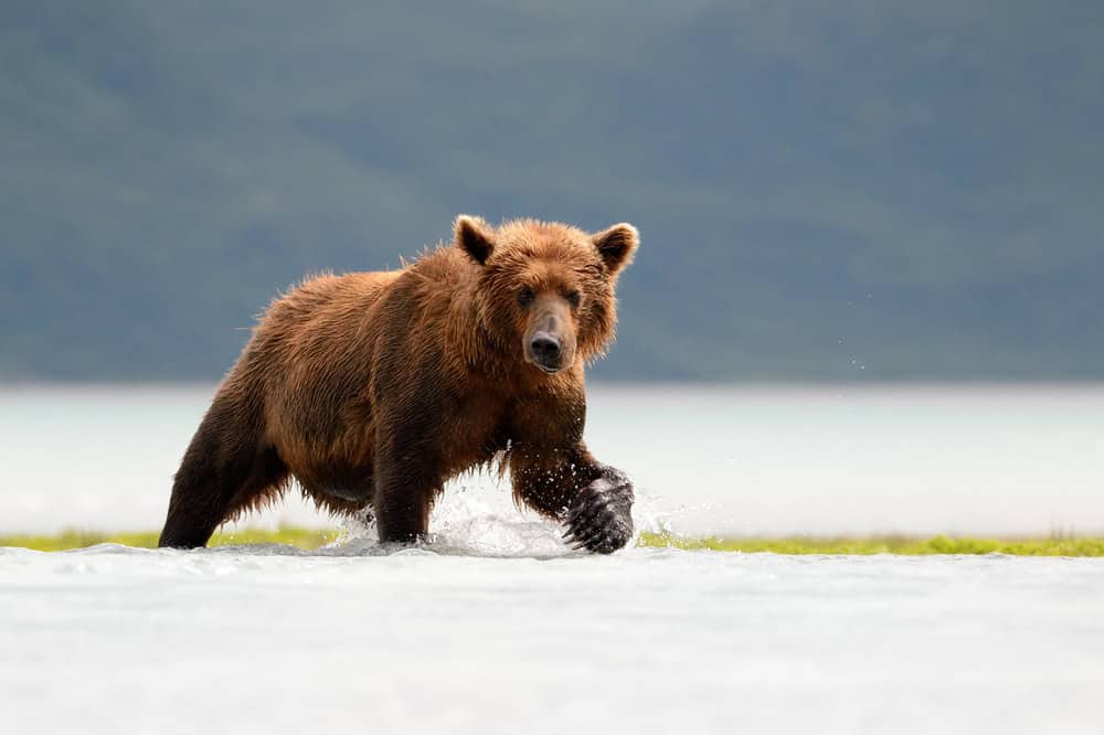 Ours