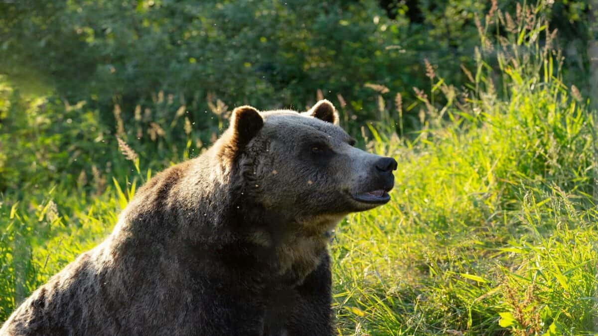Grizzly.