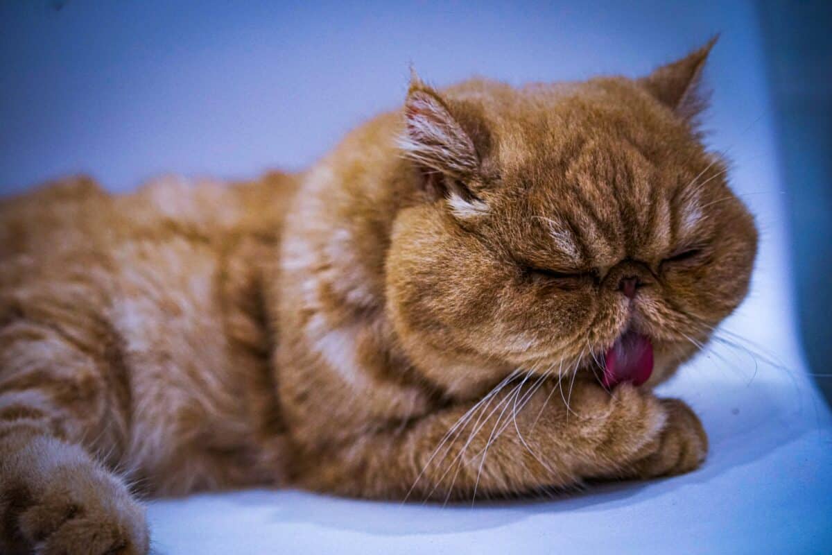 Poils courts exotiques