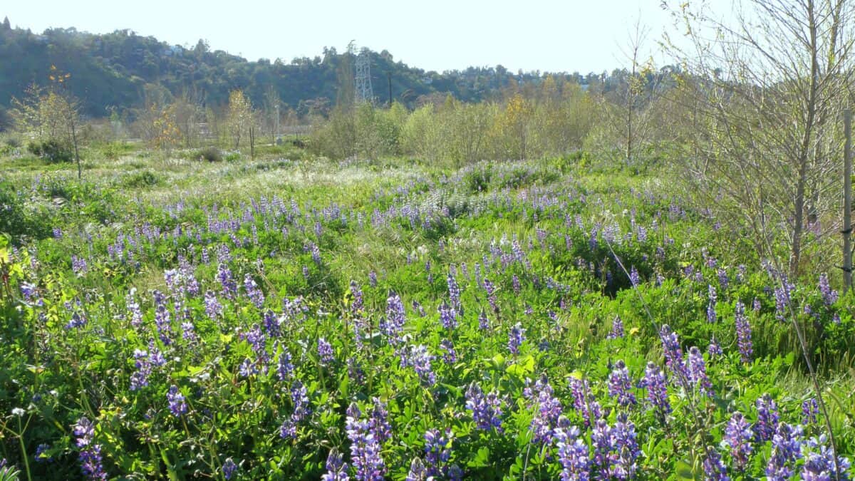Parc d'État de Rio de Los Angeles