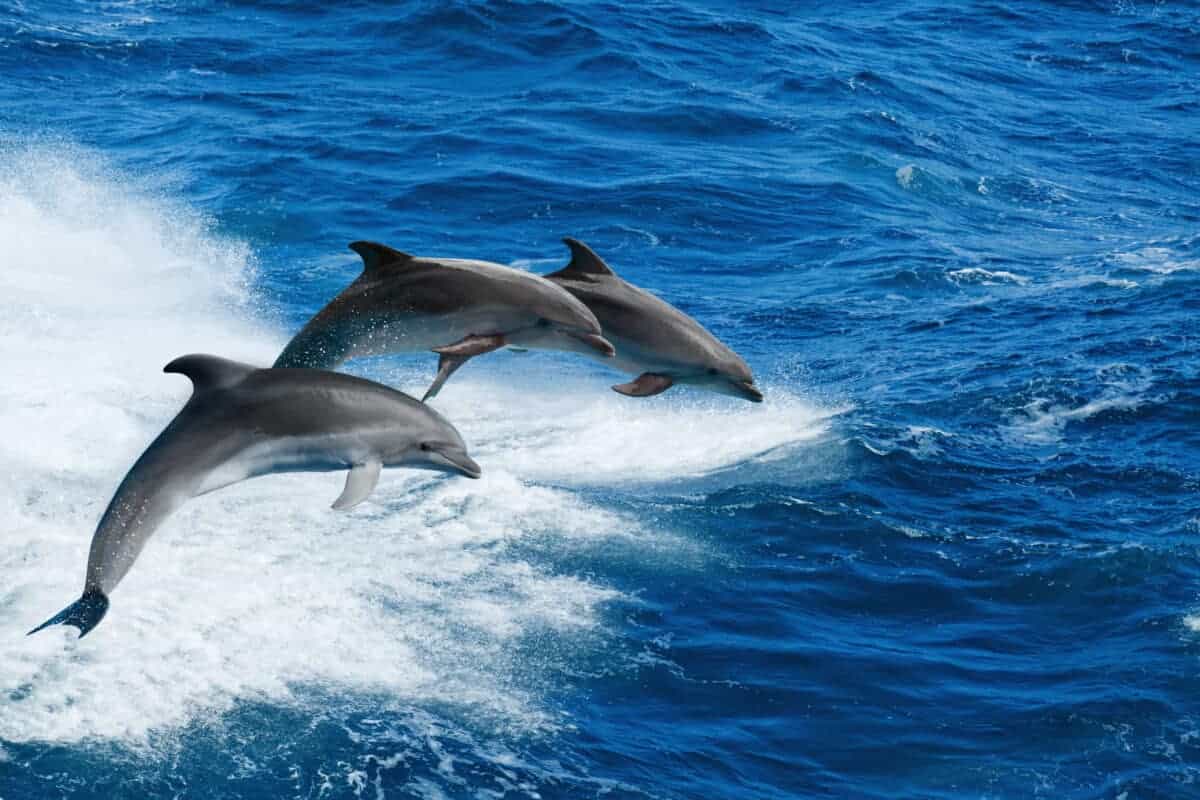 les dauphins