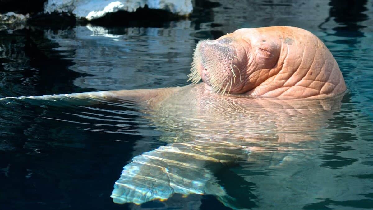 Façons extraordinaires dont certains animaux dorment