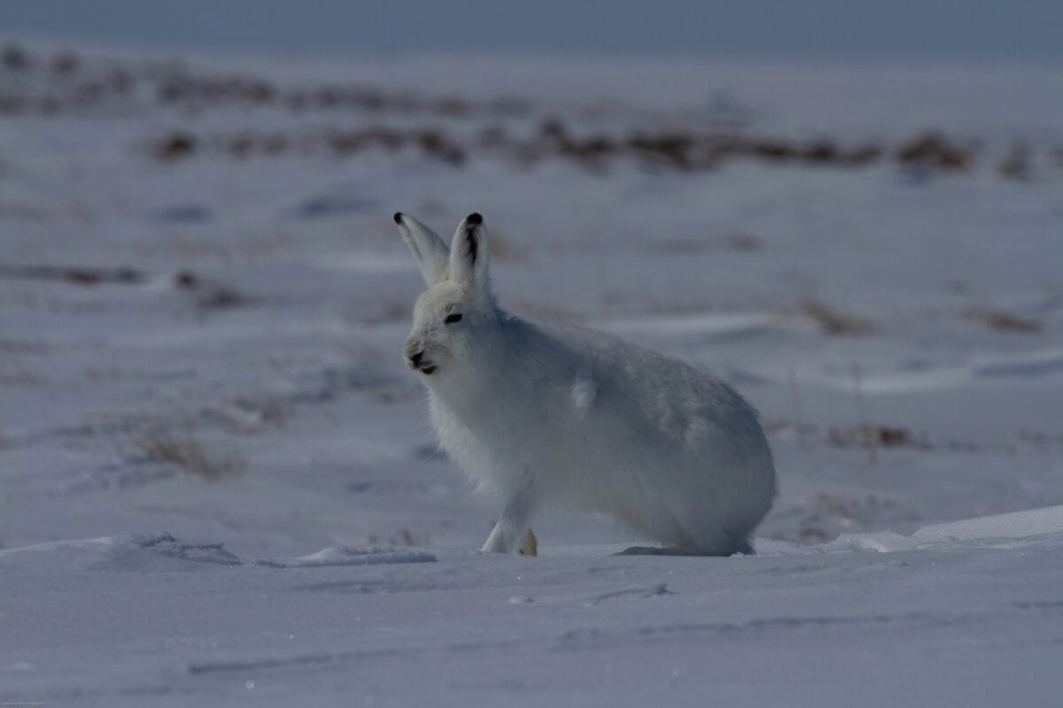 Lièvre arctique assis dans la neige et prêt à sauter
