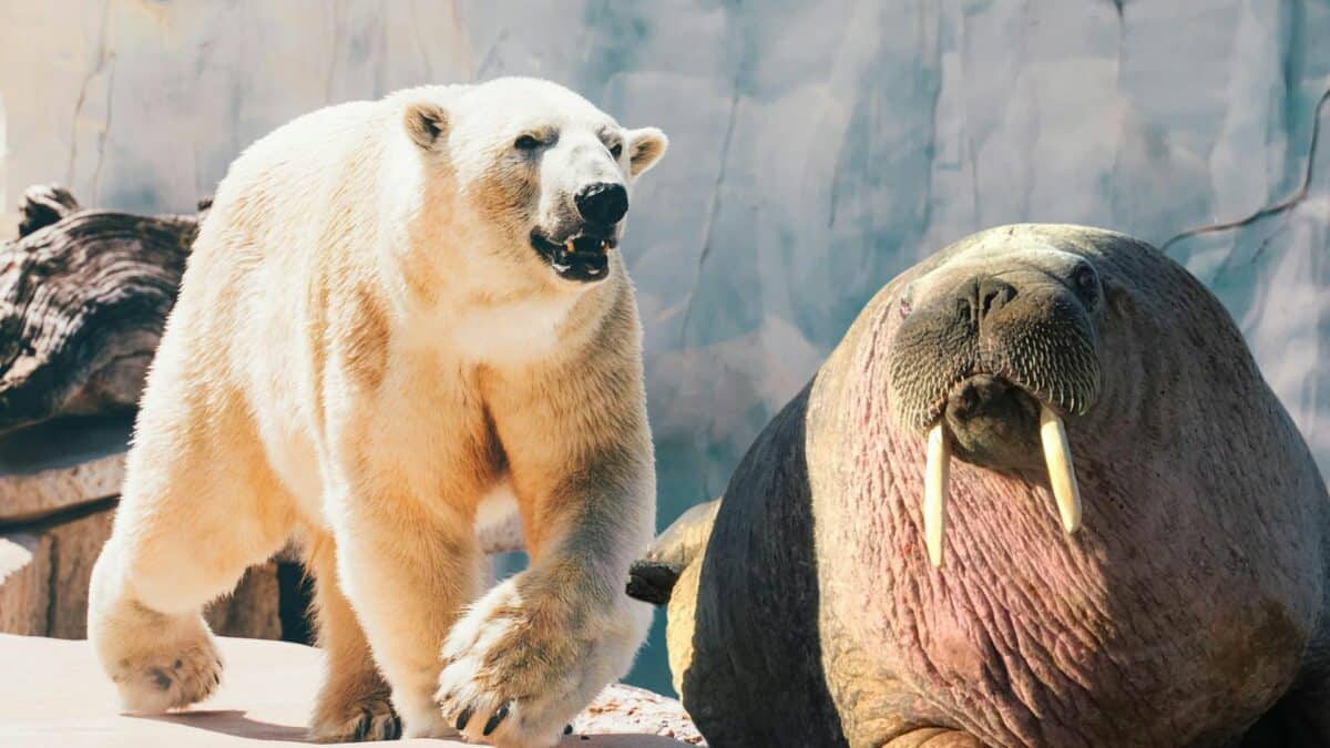 Morse contre ours polaire
