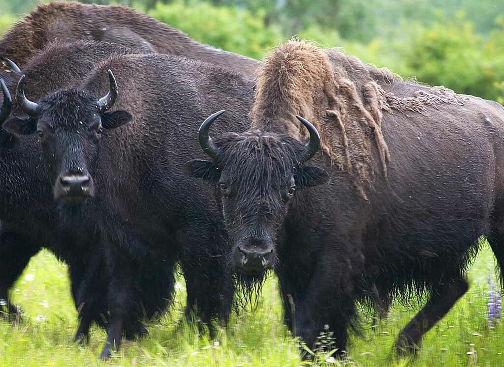 bison des bois