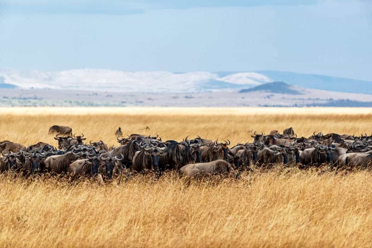 Troupeau de buffles dans l'herbe haute du Kenya