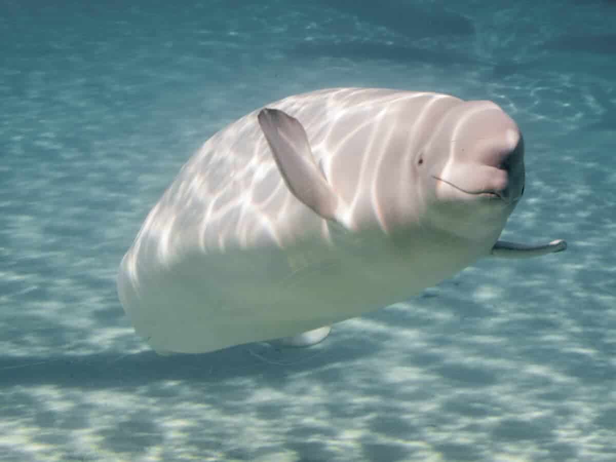 Une baleine voit un pingouin pour la première fois