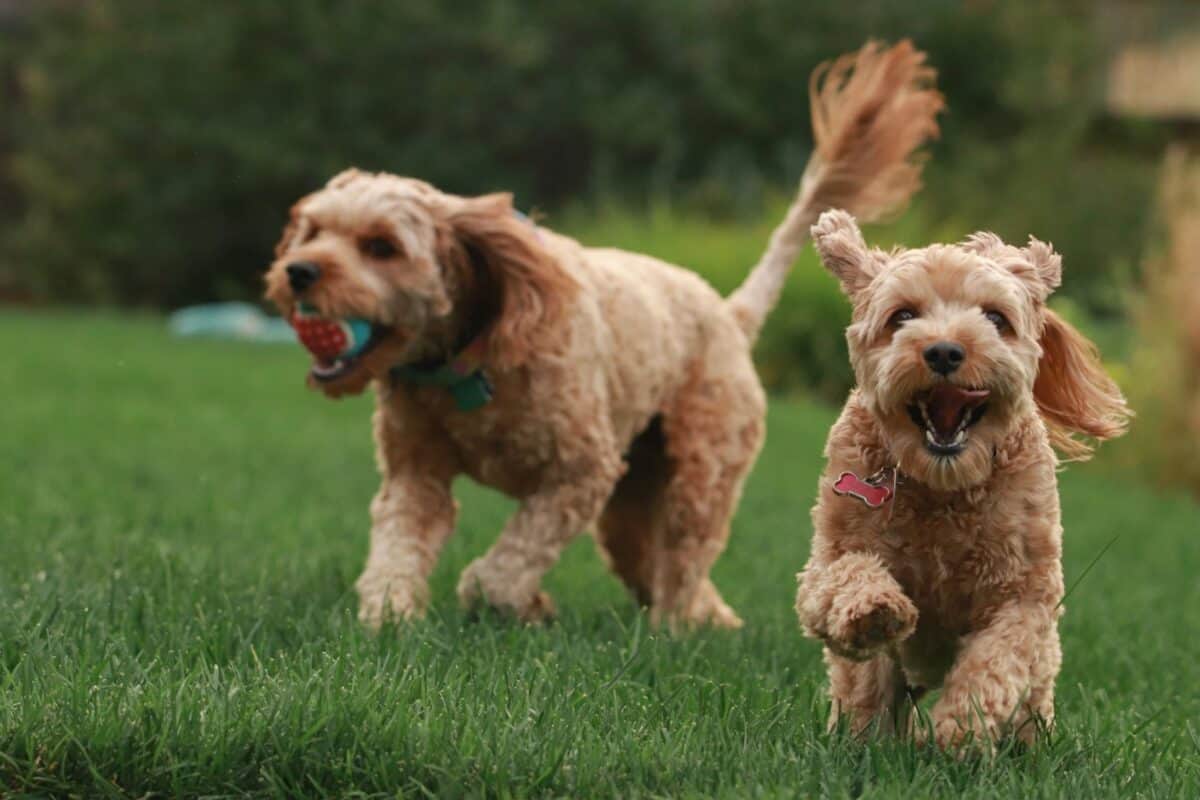 Chiens jouant