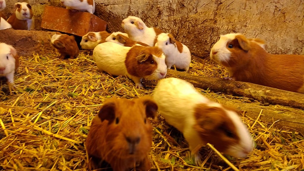 Cochons d'Inde