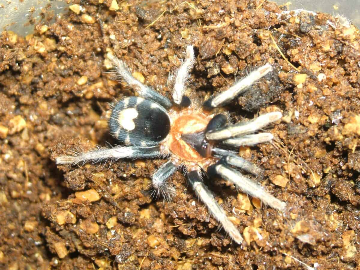 Cyriocosmus elegans