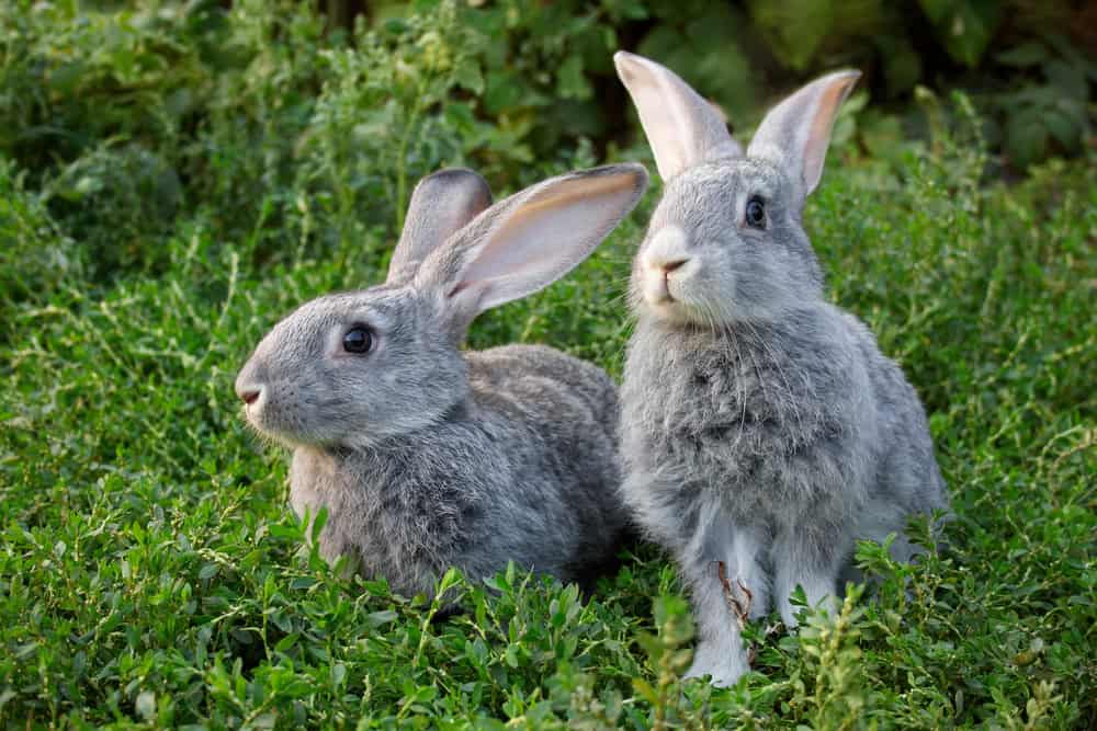 Deux lapins gris dans l'herbe verte en plein air.