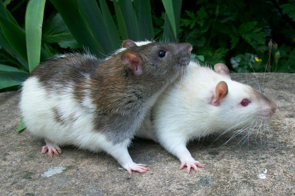 Deux rats côte à côte, l'un à fourrure blanche et l'autre à fourrure foncée, démontrant leur nature sociale.