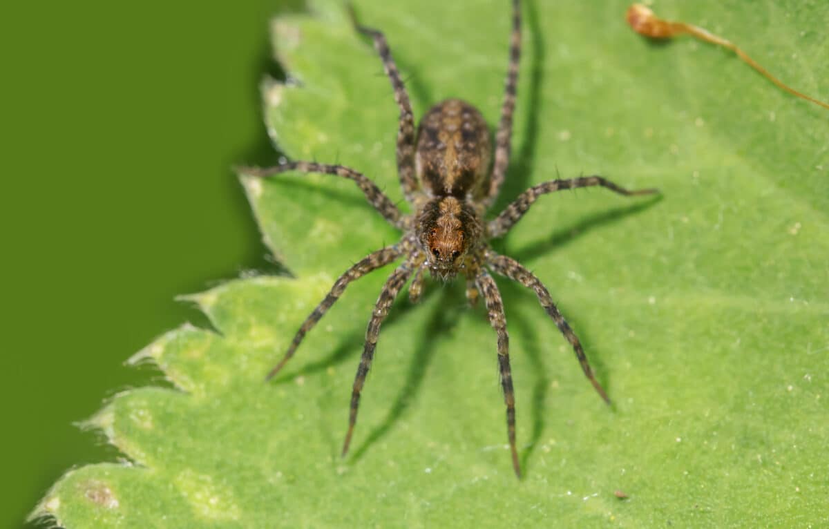 Araignée vagabonde 
