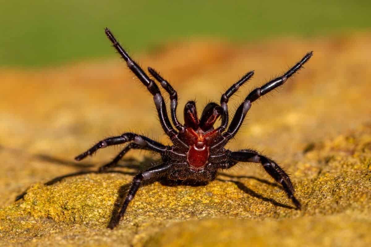 Araignée en forme d'entonnoir de Sydney