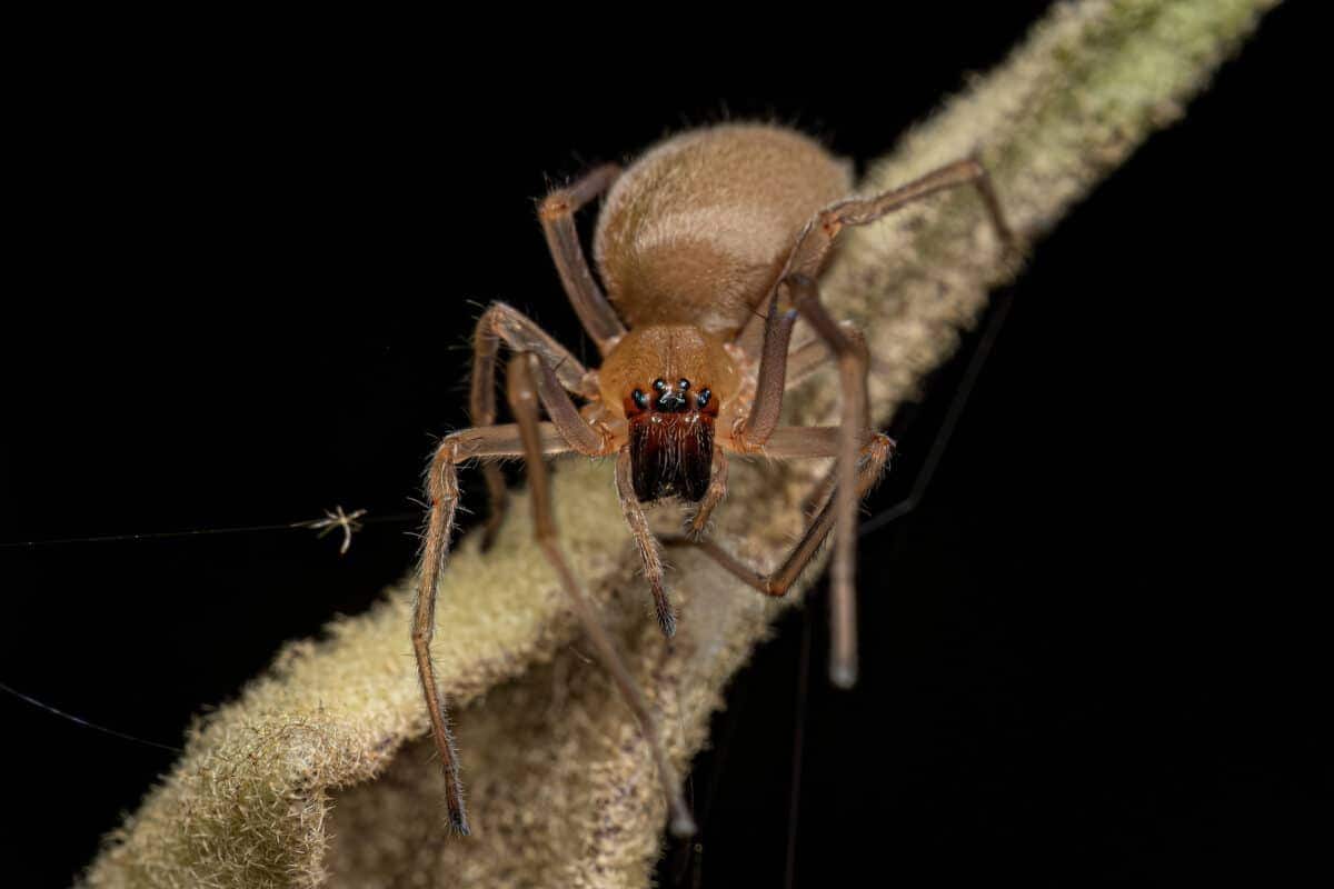 Sac Araignée