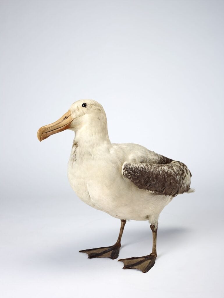 un oiseau avec un long bec debout sur une surface blanche