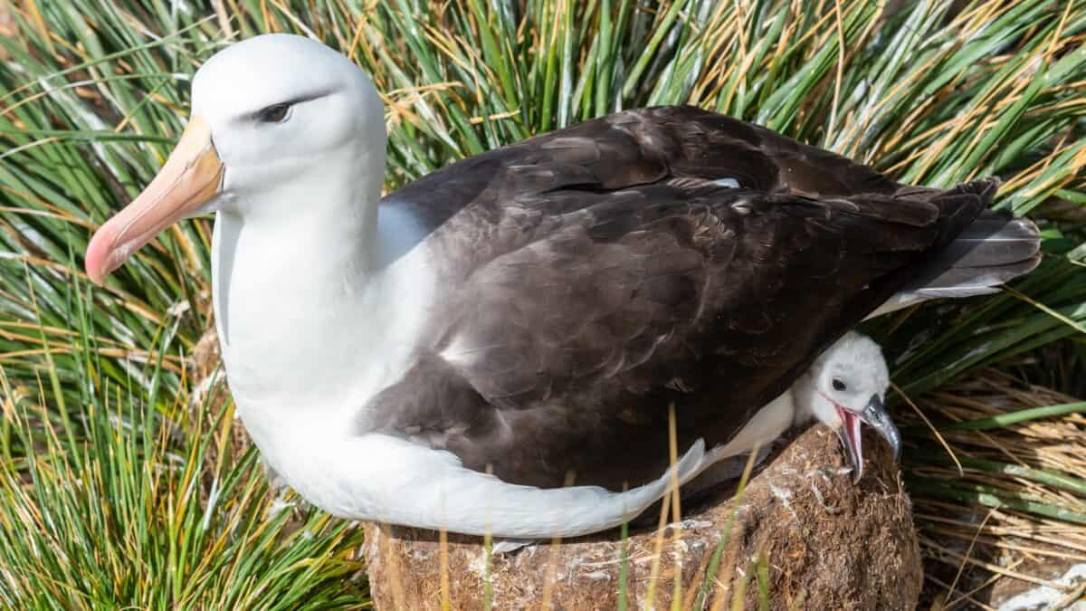 mouette sur un rocher