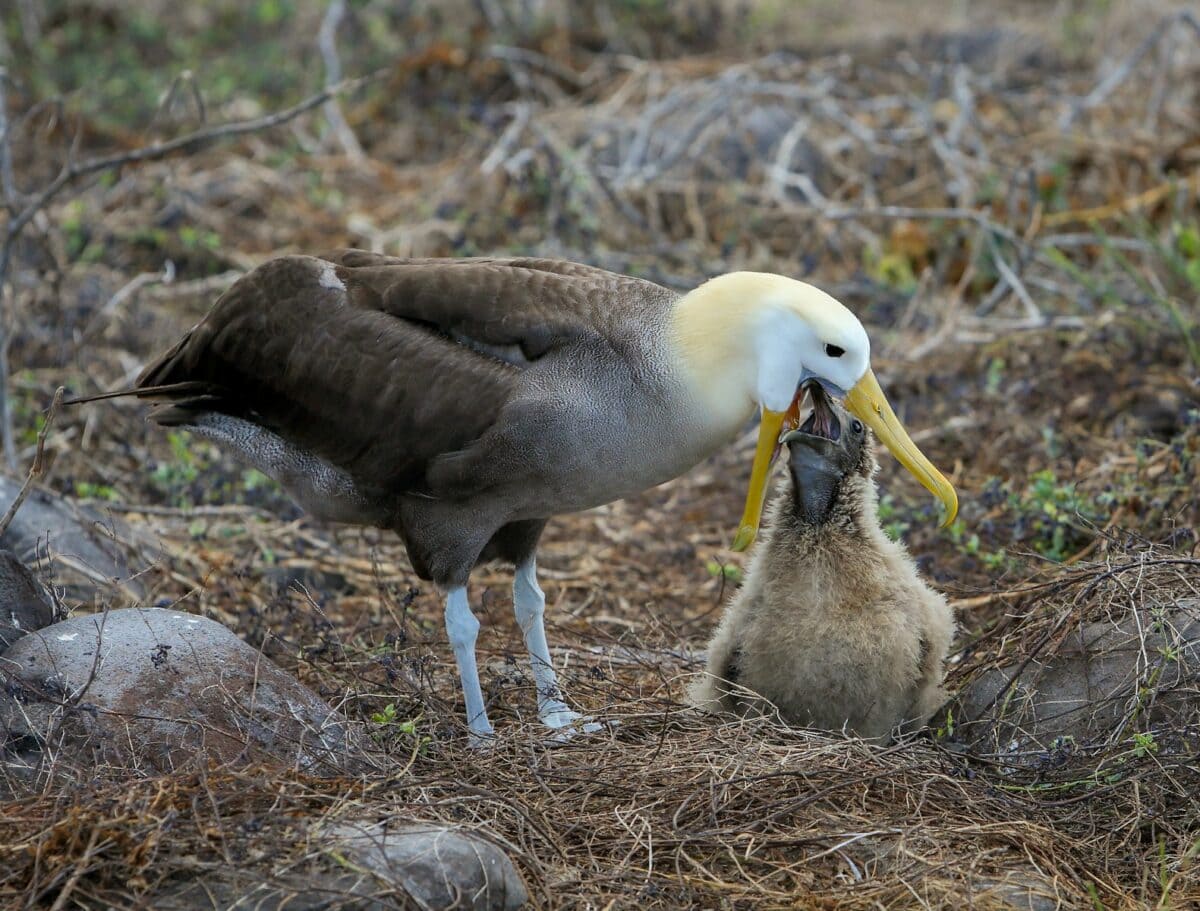 photo de mise au point sélective d'un oiseau brun et blanc sur l'herbe brune