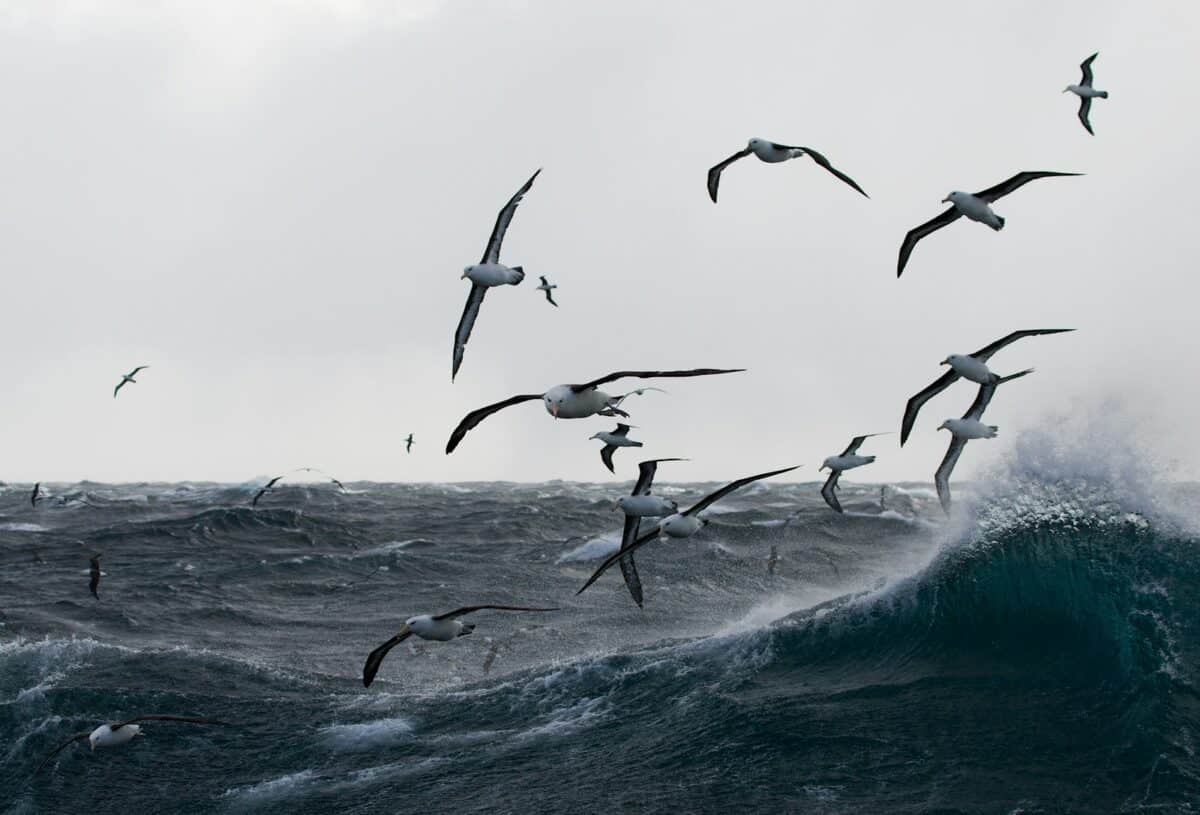un oiseau vole au dessus de la mer