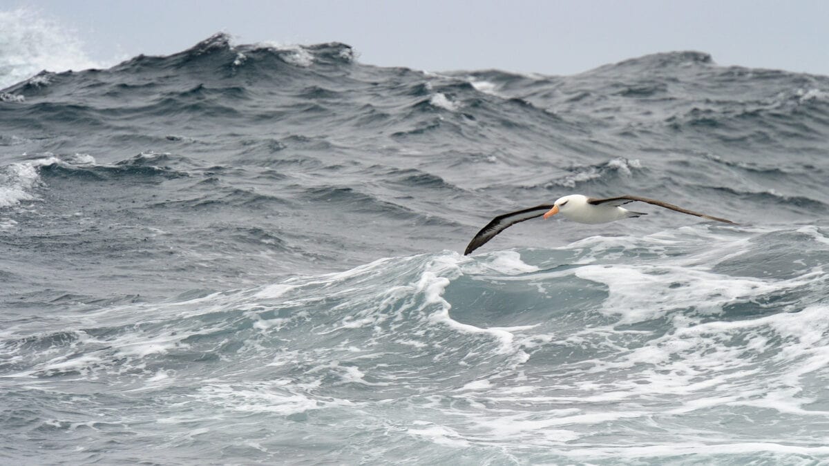 Albatros à sourcils noirs survolant les vagues.