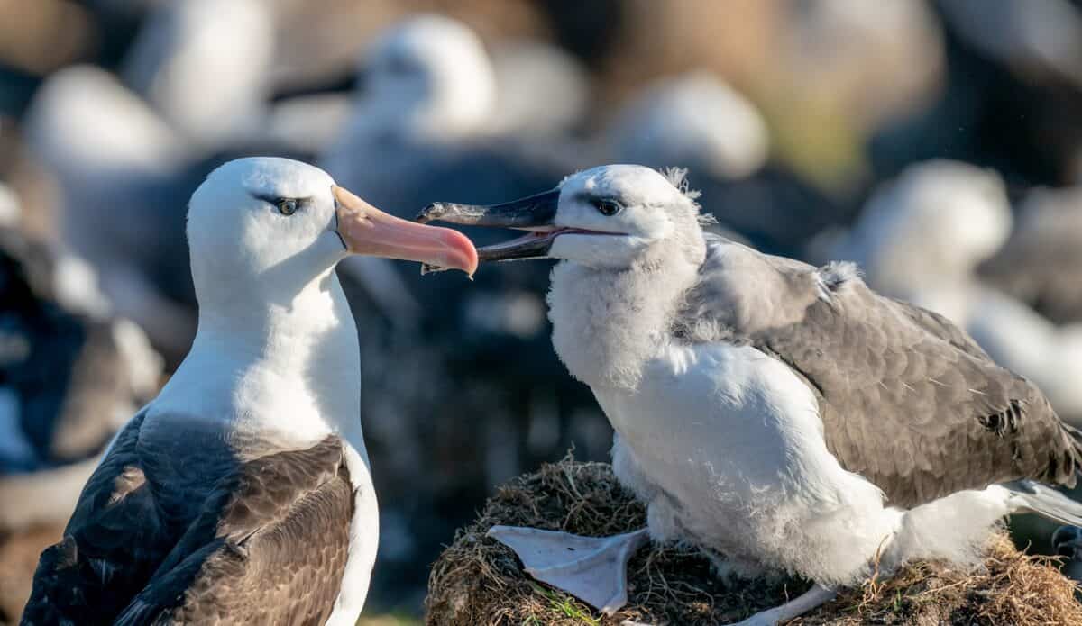 deux mouettes assises au sommet d'un tas de foin