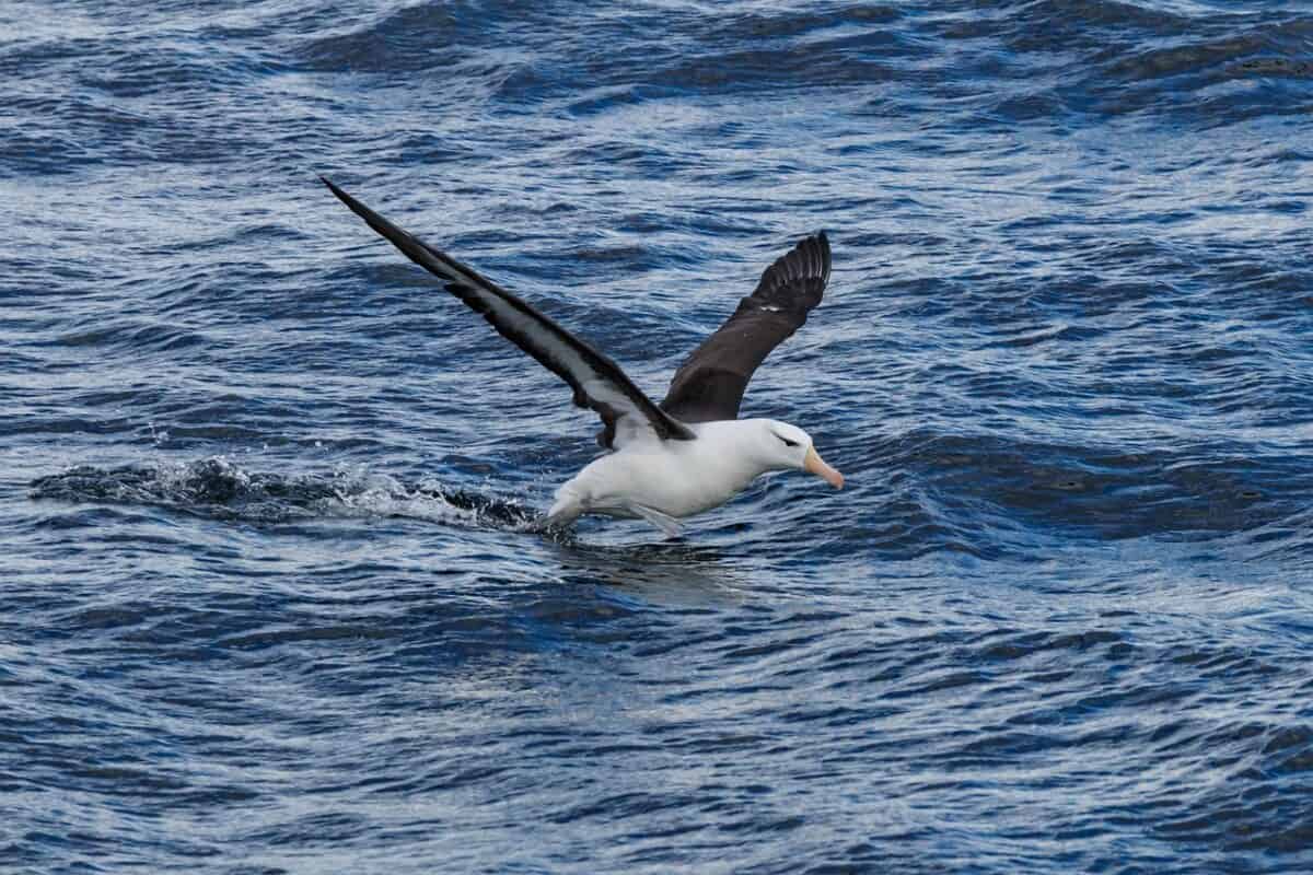 amérique du sud, argentine, canal beagle, albatros, albatros à sourcils noirs, patagonie, oiseau de mer, la nature, oiseau d'eau, animal, des oiseaux, oiseau, oiseaux de mer, albatros, albatros, albatros, albatros, albatros