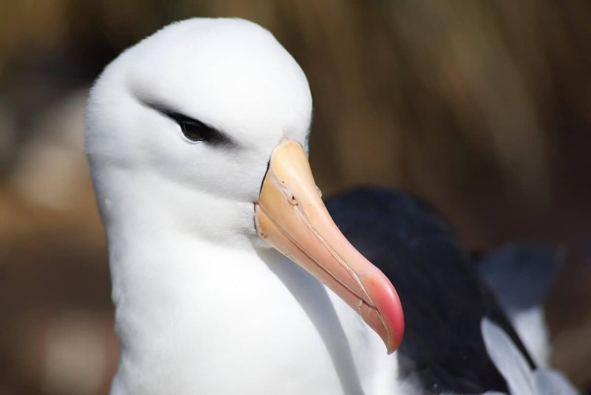 albatros, falkland, mer, oiseau, océan, eau, liberté, faune, ailes, en volant, extérieur, nature, albatros, albatros, albatros, albatros