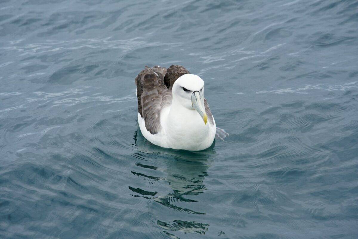 une mouette flottant dans l'eau avec ses ailes déployées