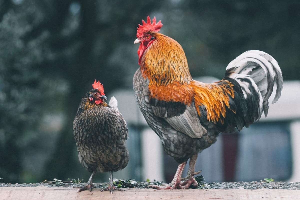 un cow-boy emmène du poulet faire un tour.