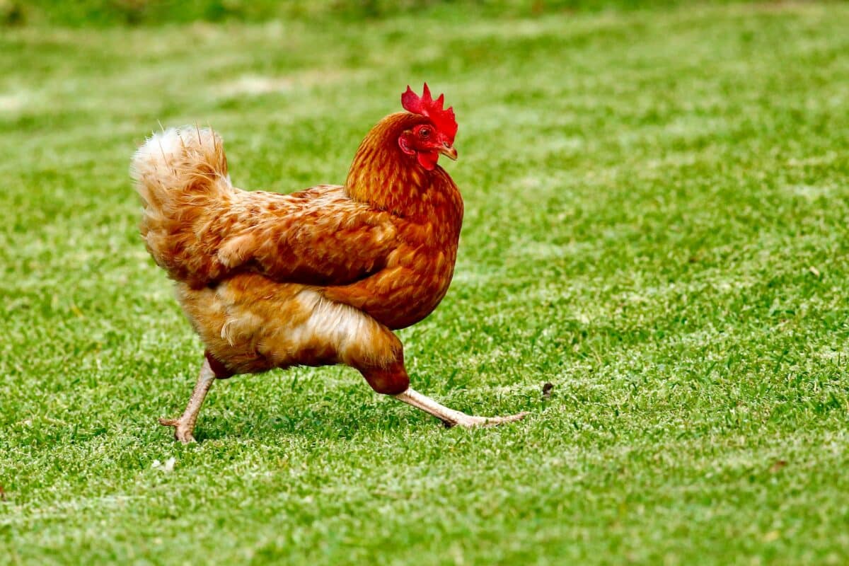 chien et poulet jouent au tag