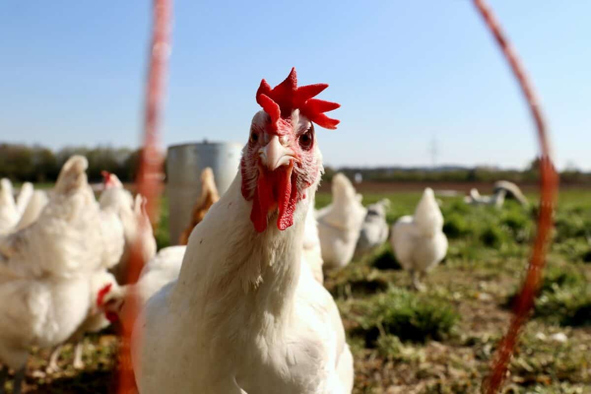 poulet