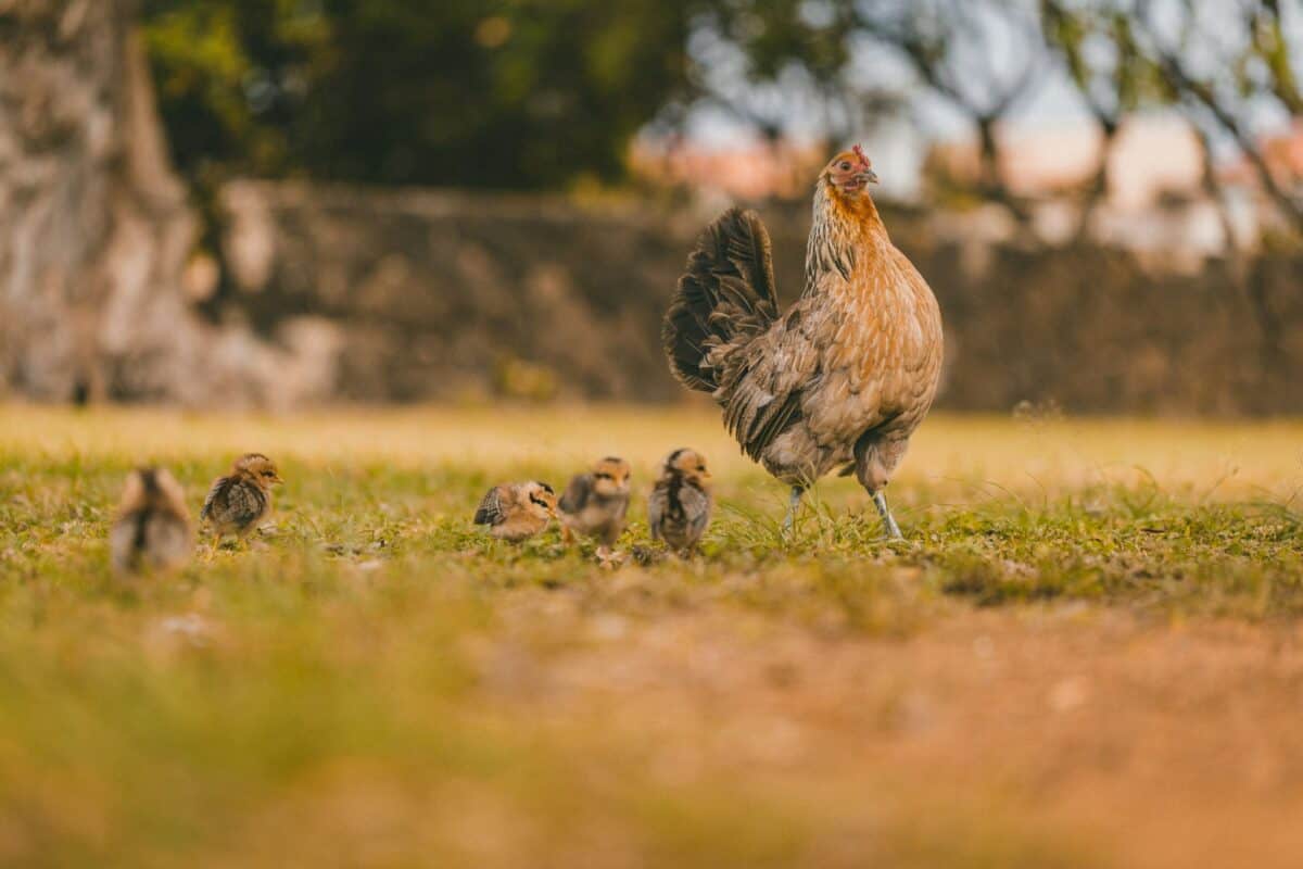 poulet