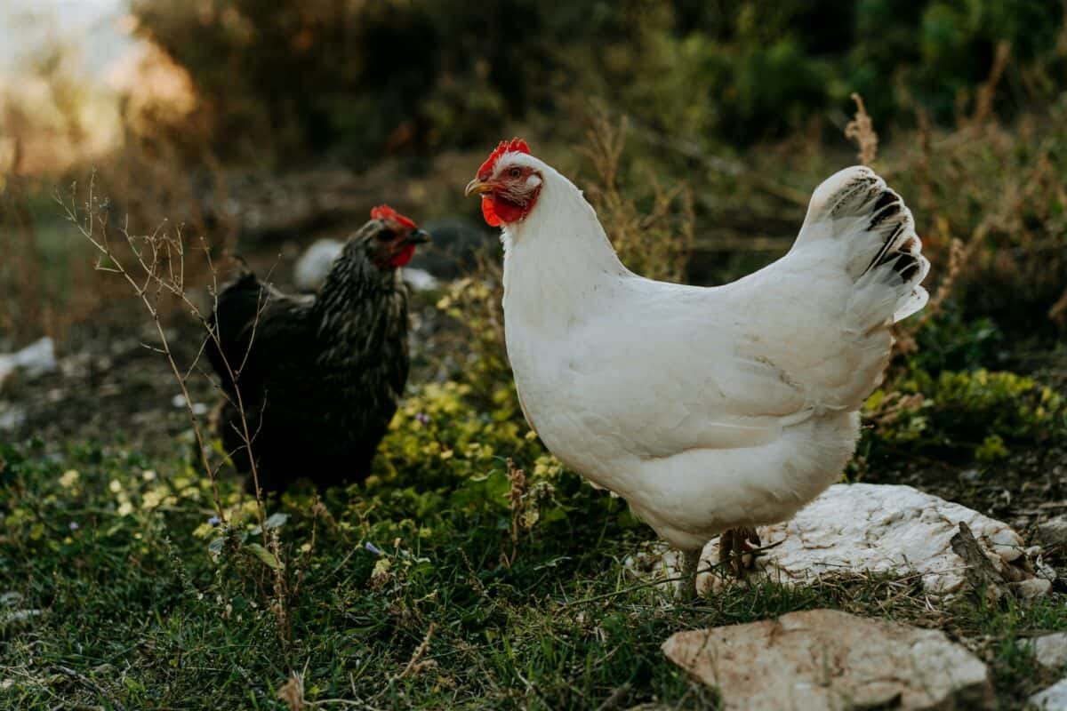 poulet