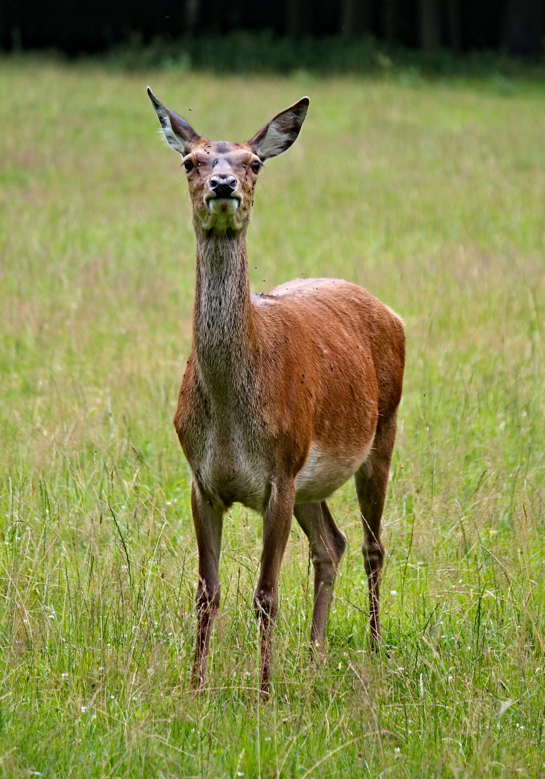 12. Cerf élaphe du Caucase (crédits image : unsplash)
