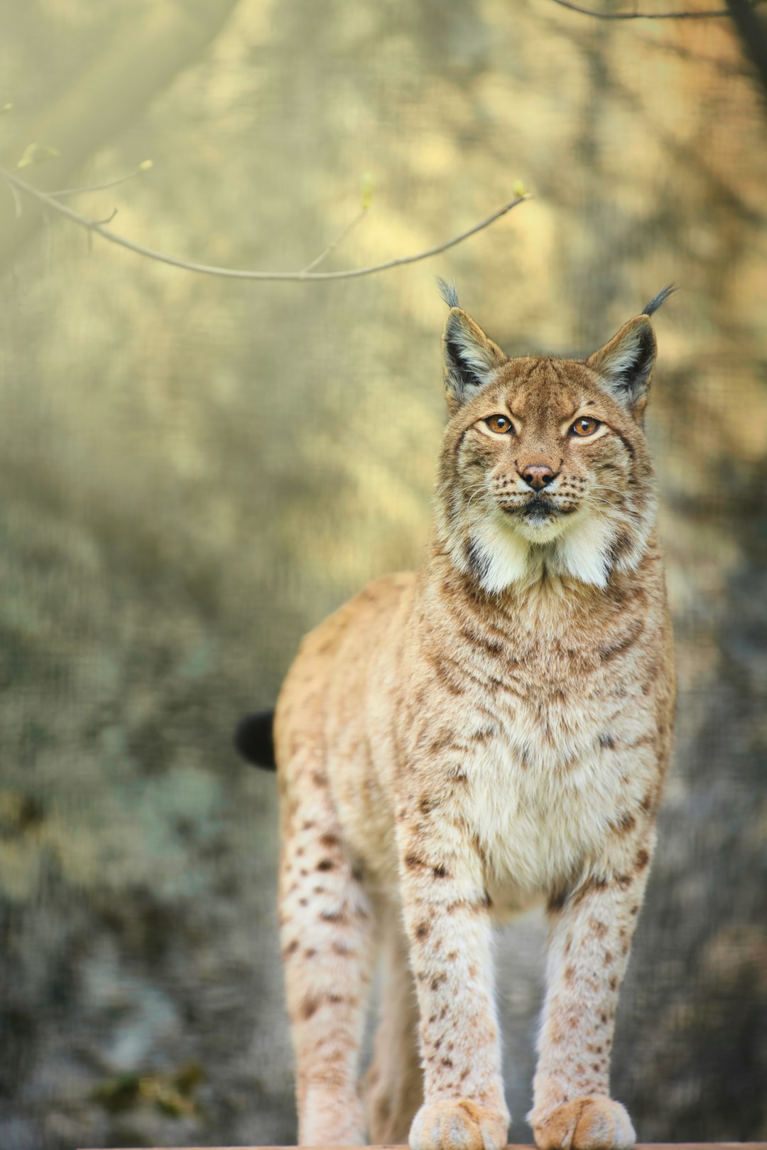 9. Lynx eurasien (crédits image : unsplash)