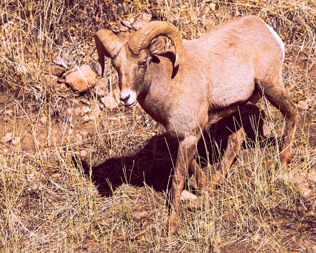 11. Gazelle persane (crédits image : unsplash)