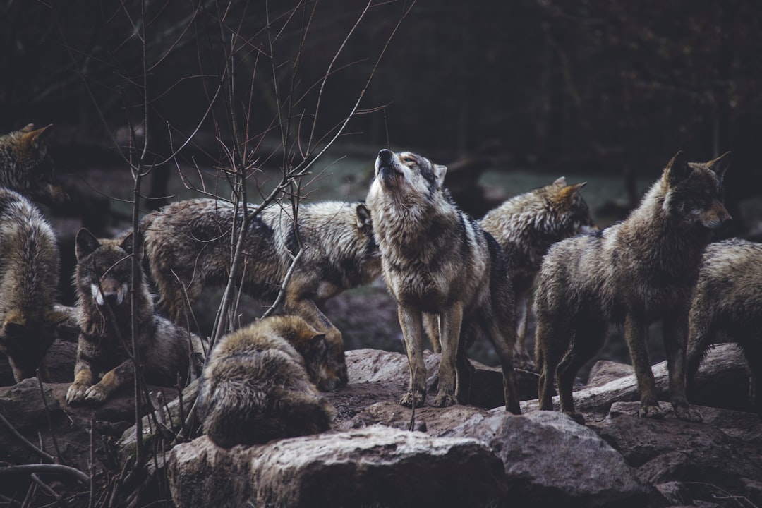 2. Loup (crédits image : unsplash)