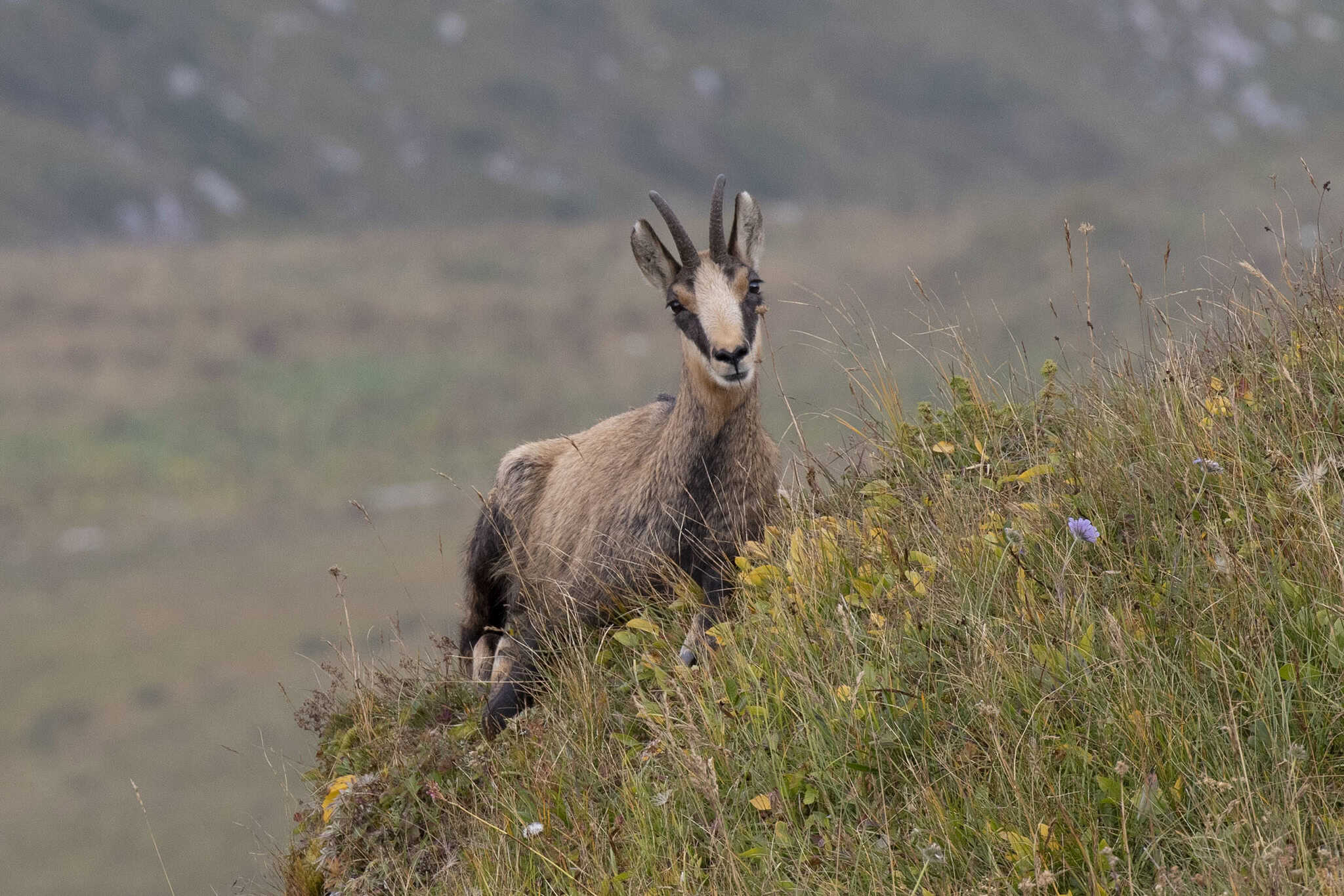 7. Chamois du Caucase (crédits image : wikimedia)