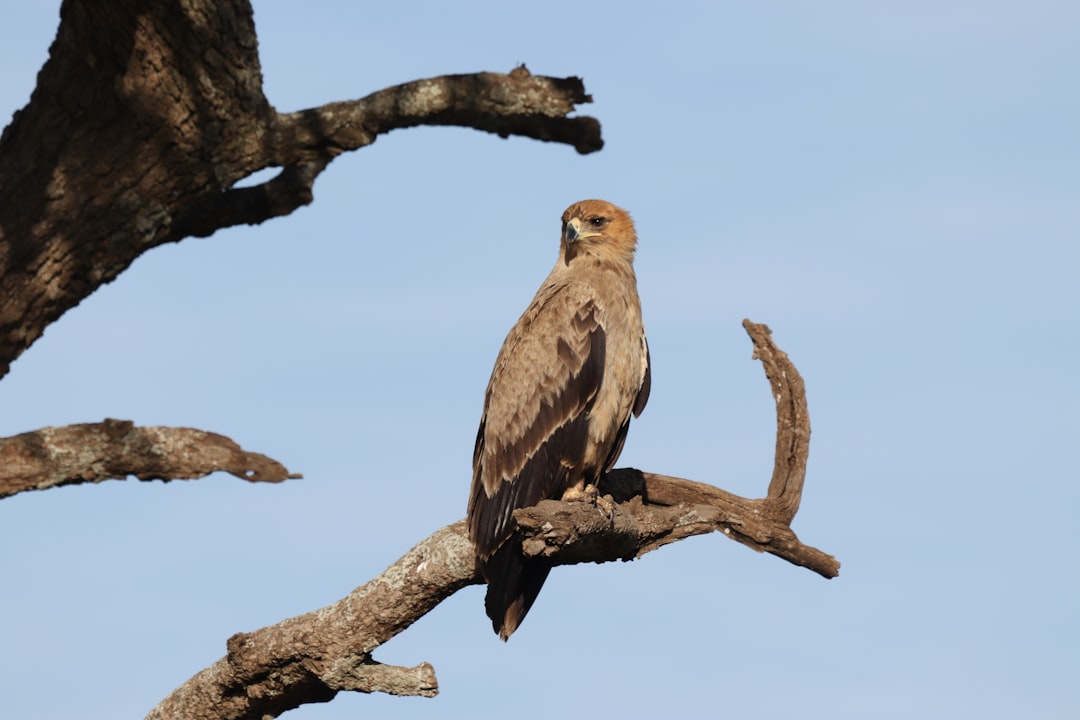 6. Aigle des steppes (crédits image : unsplash)