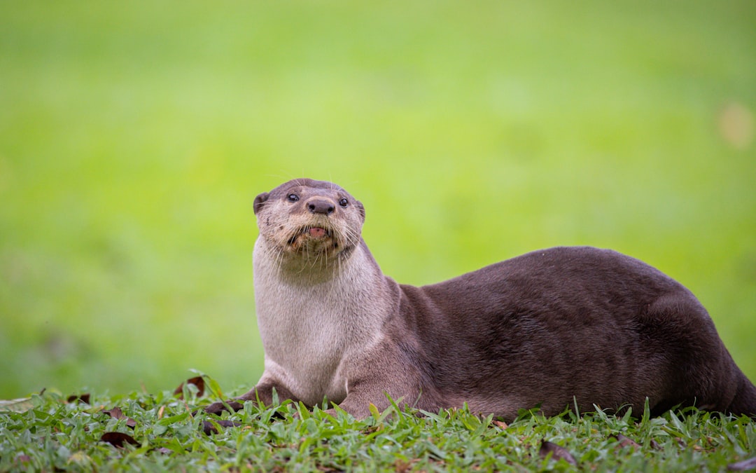 1. Loutre eurasienne (crédits image : unsplash)