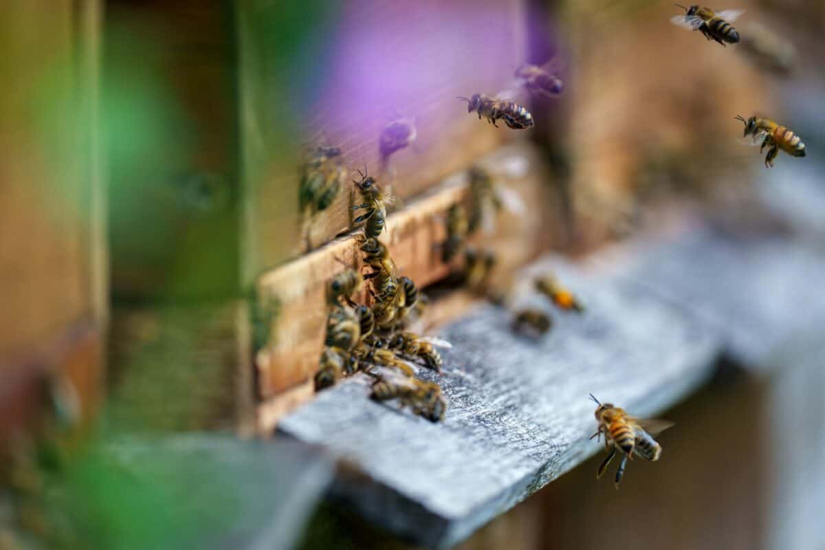 Un groupe d'abeilles qui se trouvent sur un morceau de bois