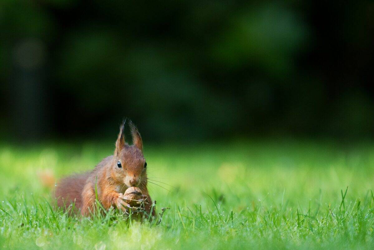 photographie avec objectif à bascule et inclinaison d'un écureuil brun tenant un écrou sur l'herbe verte pendant la journée
