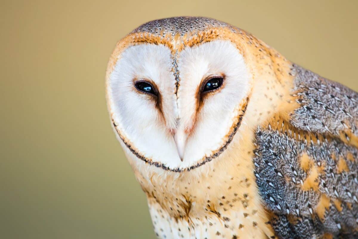 Bébé hibou entend le tonnerre